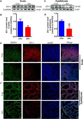 Sevoflurane inhibited reproductive function in male mice by reducing oxidative phosphorylation through inducing iron deficiency